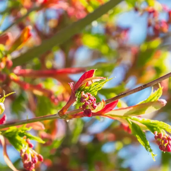 Acer palmatum | Japanese maple - Pepinierele Van den Berk